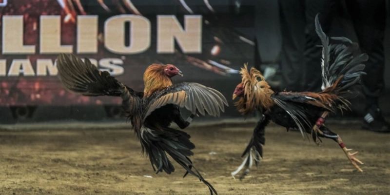 Giao lưu học hỏi được từ những người đam mê khác