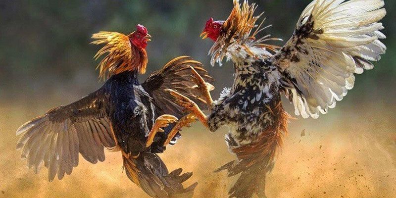 Kèo hòa có tỷ lệ thưởng cao nhất trong loại hình này