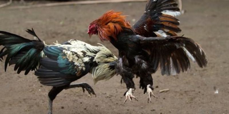 Nắm vững giống gà là thông tin quan trọng