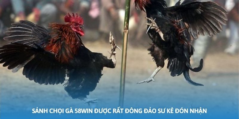 Sảnh chọi gà 58WIN được rất đông đảo sư kê đón nhận