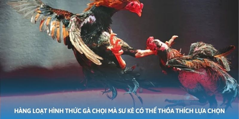 Hàng loạt hình thức gà chọi mà sư kê có thể thỏa thích lựa chọn