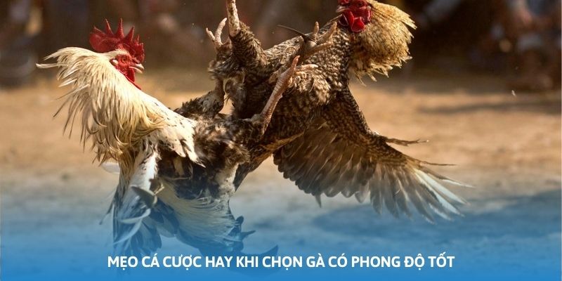 Mẹo cá cược hay khi chọn gà có phong độ tốt