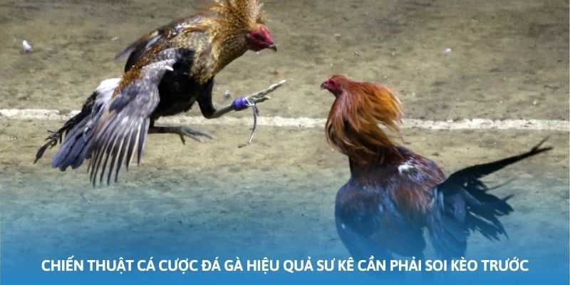 Chiến thuật cá cược đá gà hiệu quả sư kê cần phải soi kèo trước
