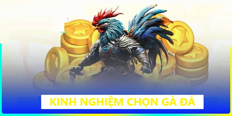 Chọn gà đá bằng cách quan sát vảy