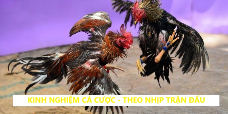 Kinh nghiệm cá cược gà đá chuyên nghiệp