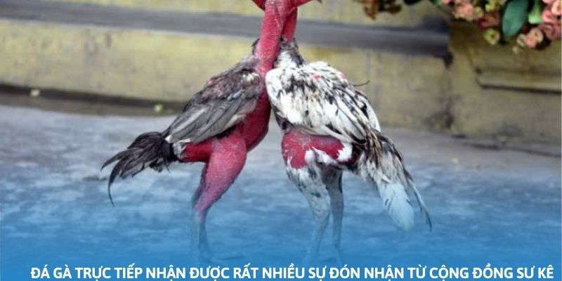 Đá gà trực tiếp nhận được rất nhiều sự đón nhận từ cộng đồng sư kê