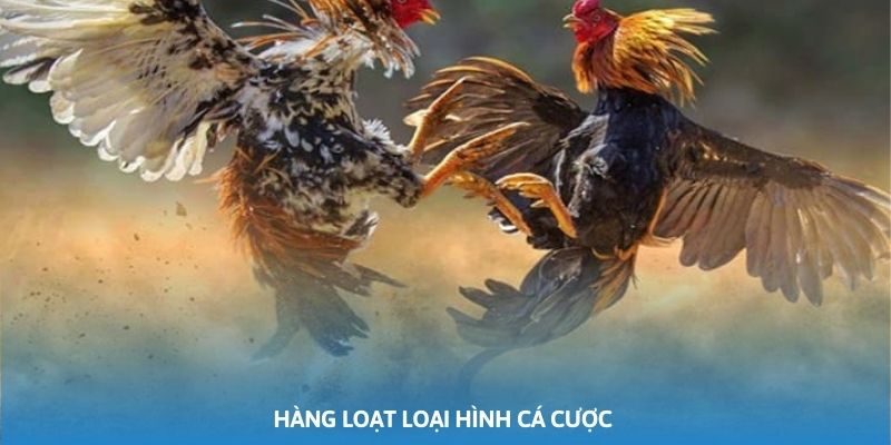 Hàng loạt loại hình cá cược mà các sư kê có thể thỏa thích tham gia