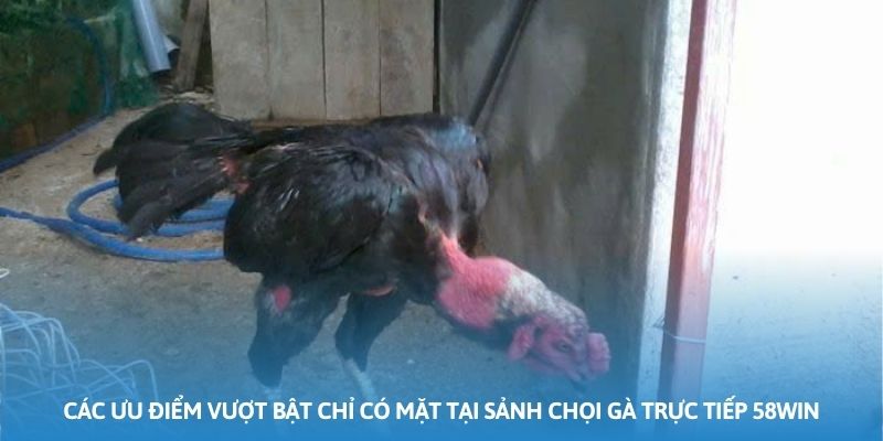Các ưu điểm vượt bật chỉ có mặt tại sảnh chọi gà trực tiếp 58WIN