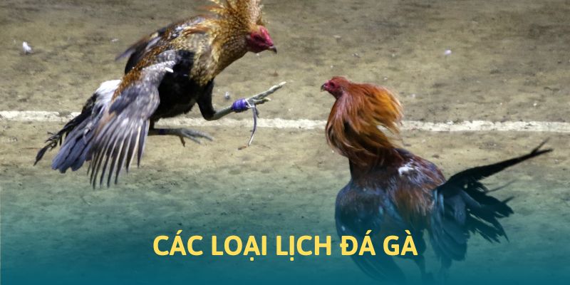 Những loại lịch thi đấu chọi kê phổ biến mà hội viên có thể nắm bắt thông tin chính xác