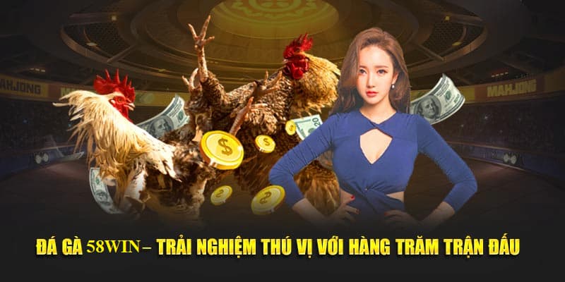 Nhà cái cung cấp đa dạng trận đấu hấp dẫn trong lịch chọi kê để người chơi theo dõi