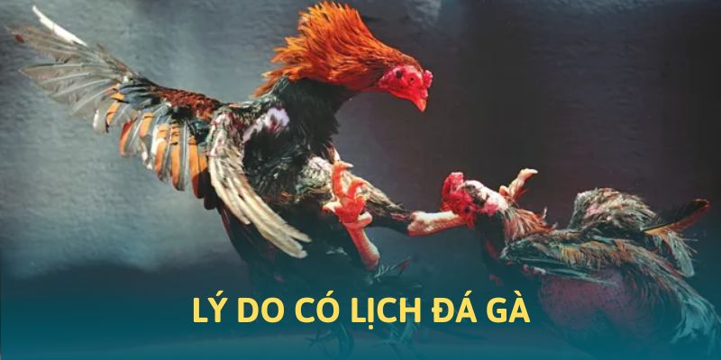 Lý do khiến nhà cái 58Win phải tạo ra lịch thi đấu đá gà trên nền tảng